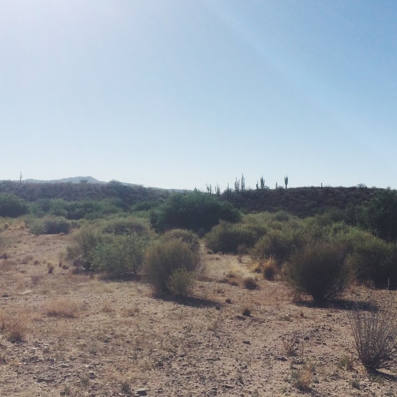 sonoran desert landscape