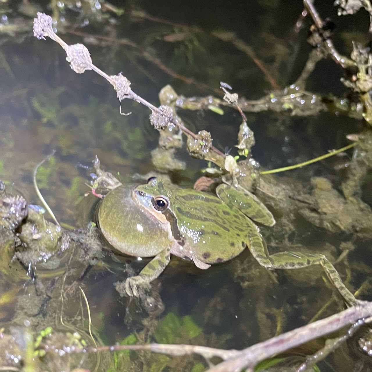 pacific chorus frog in the water calling