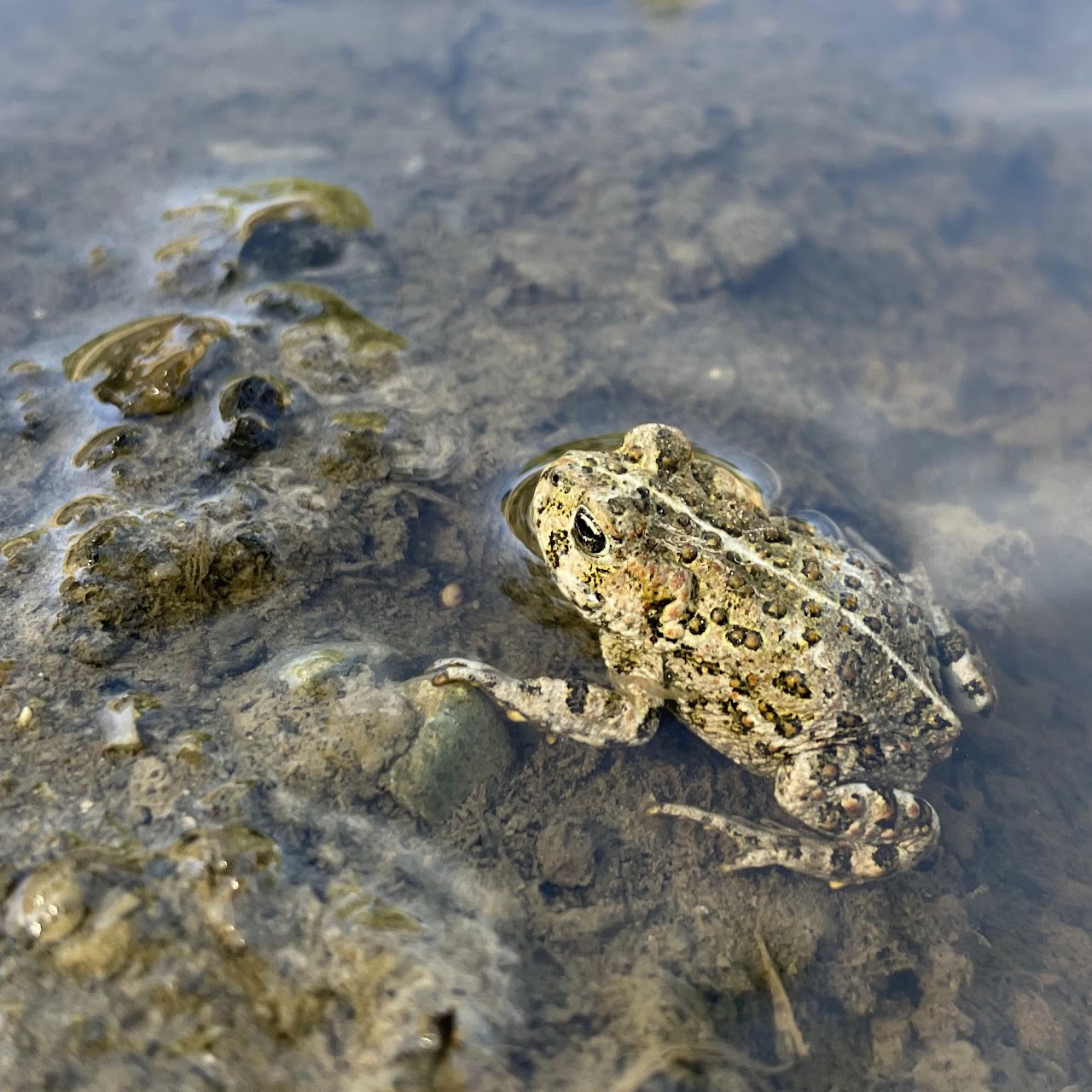 western toad sitting in the mud