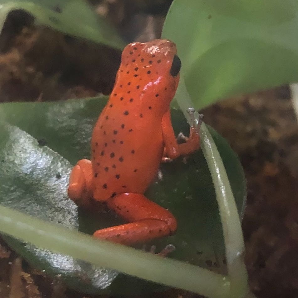 red poison dart frog