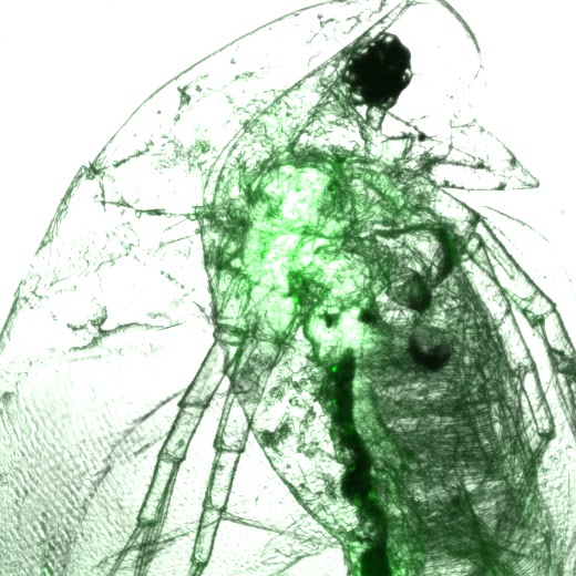 microscope image of a daphnia colored by florescent tagged Bd