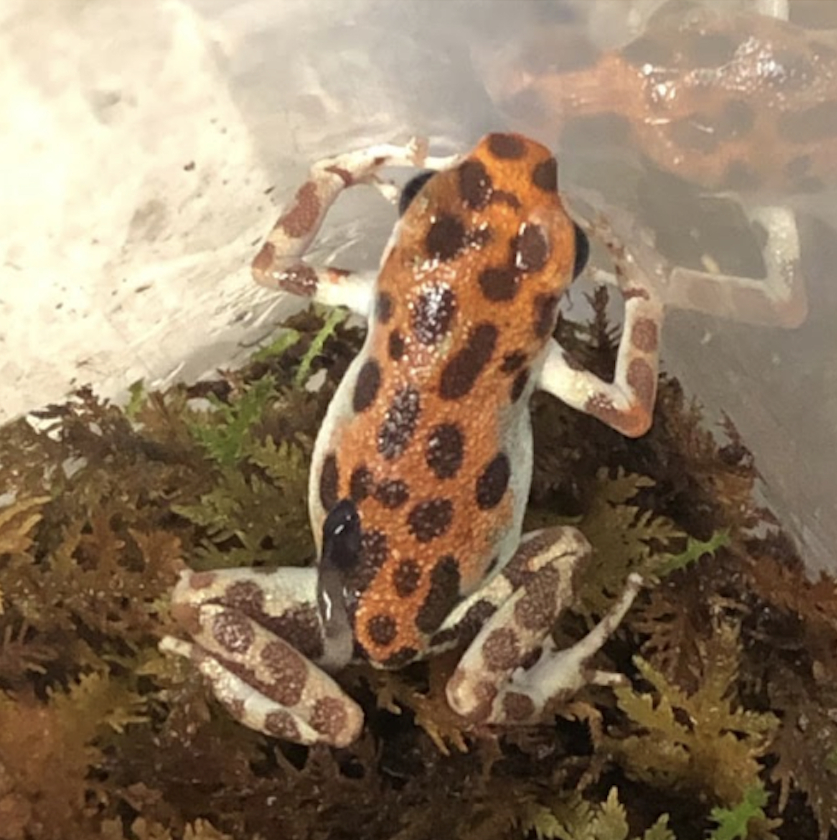 Red and brown spotted poison dart frog carrying a tadpole on its back