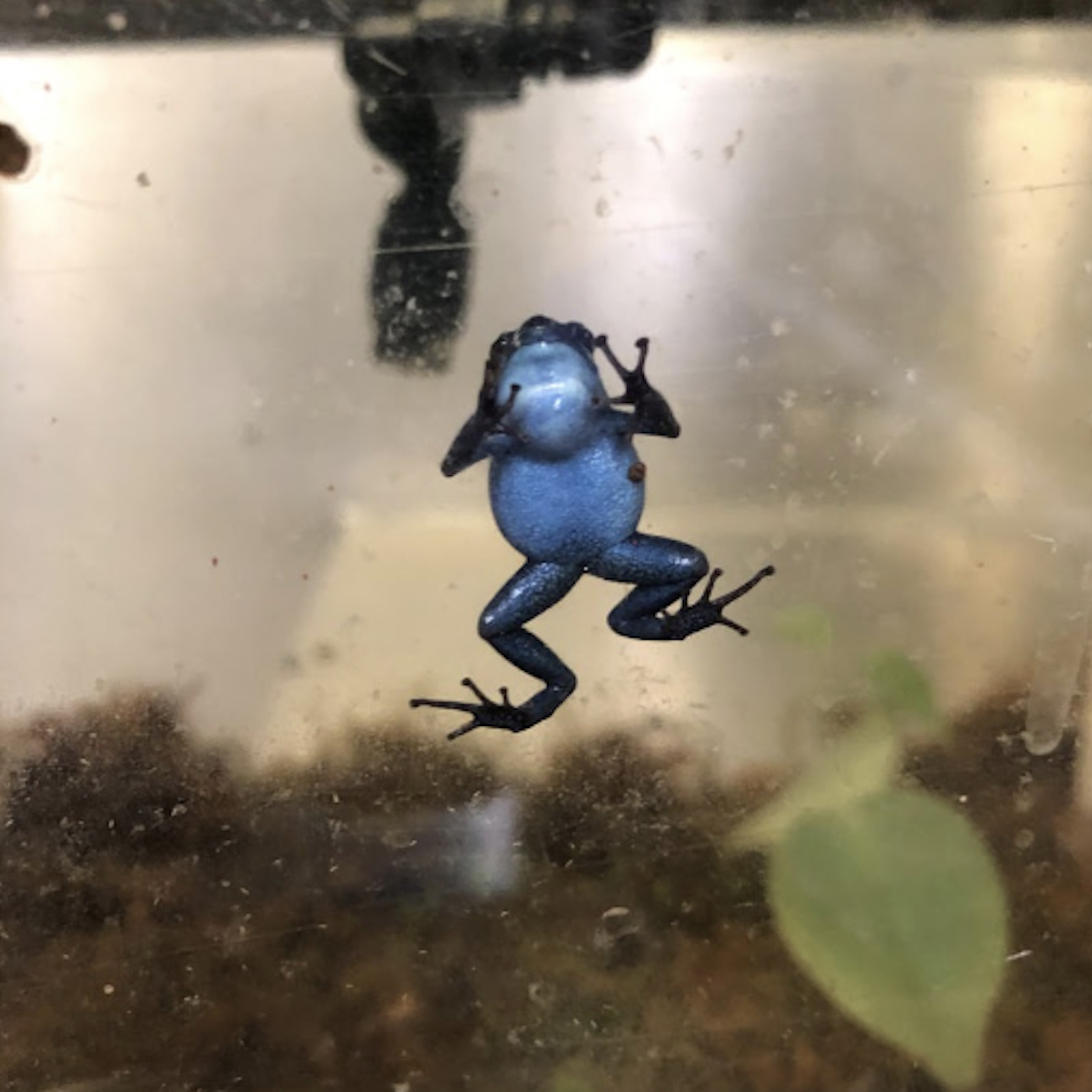 blue poison dart frog climbing on its terrarium wall