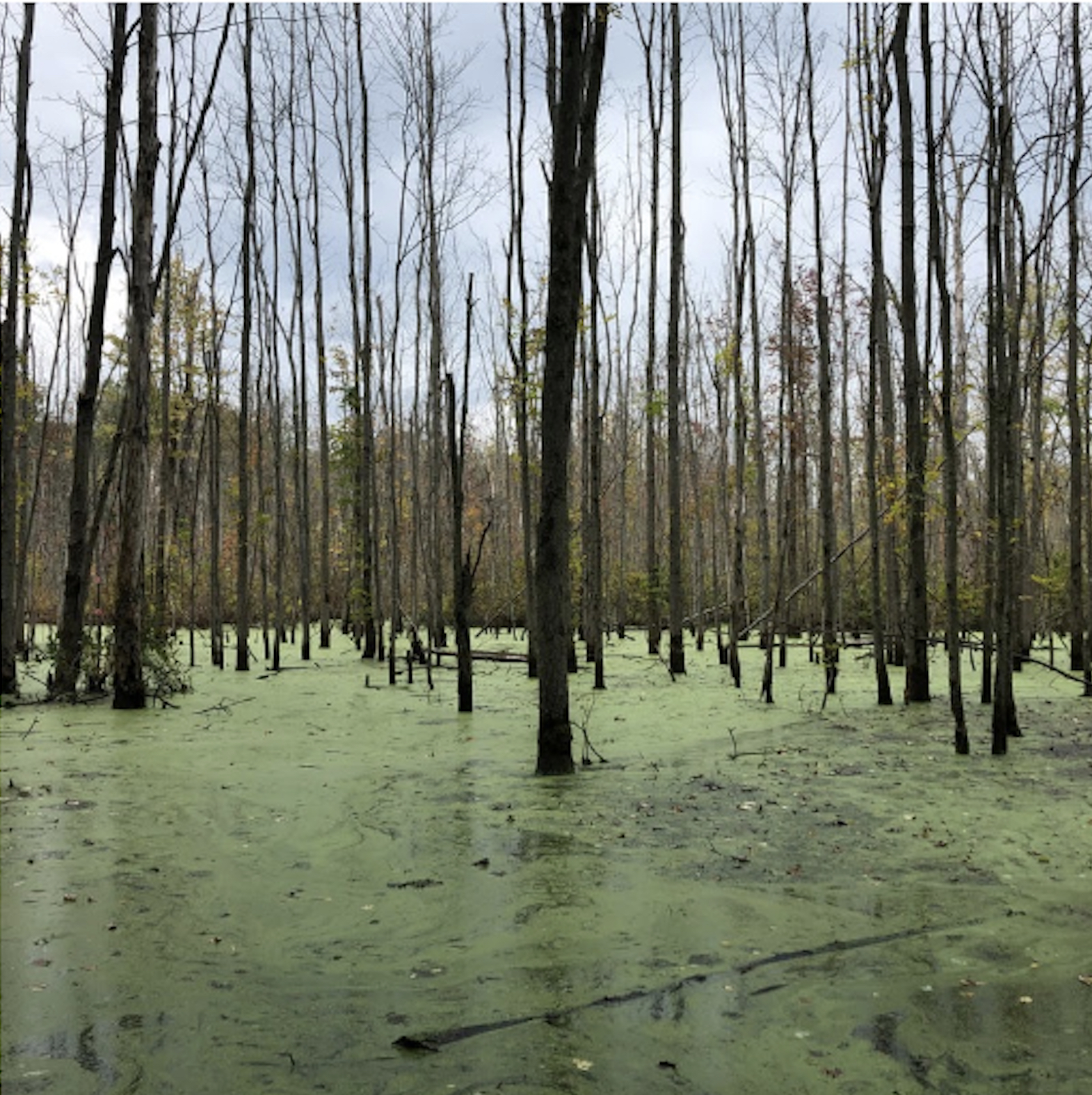 wetland in western Pennsylvania with algae topped water and trees