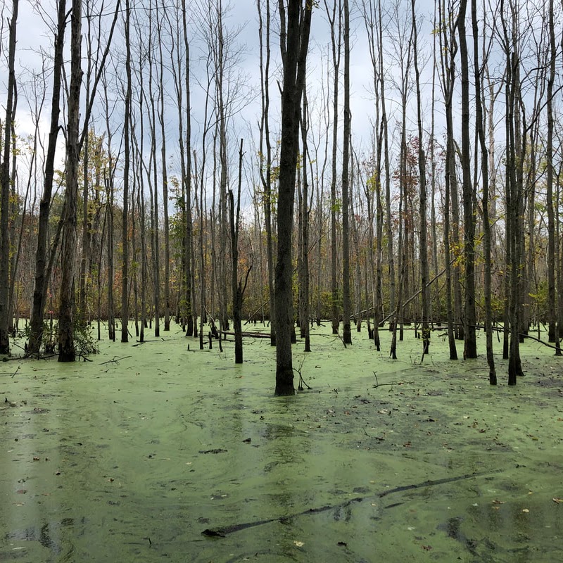 wetland in western Pennsylvania with algae topped water and trees