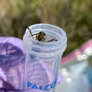 aquatic bug (common name: backswimmer) popping its head out of a falcon tube