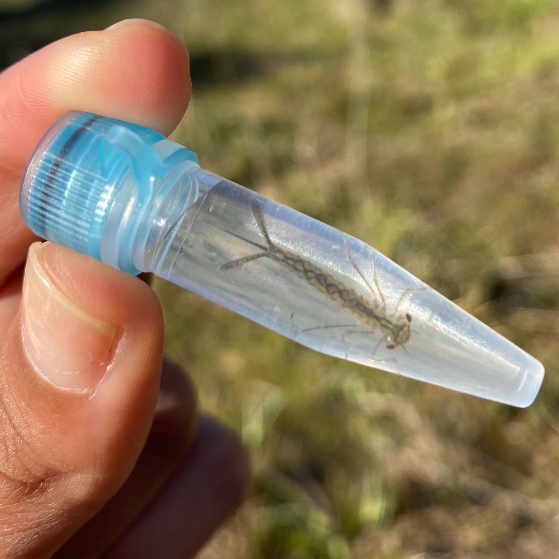 aquatic bug (common name: damselfly larva) in a tube