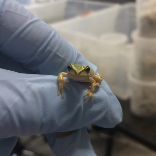 pacific chorus frog juvenite in a gloved hand