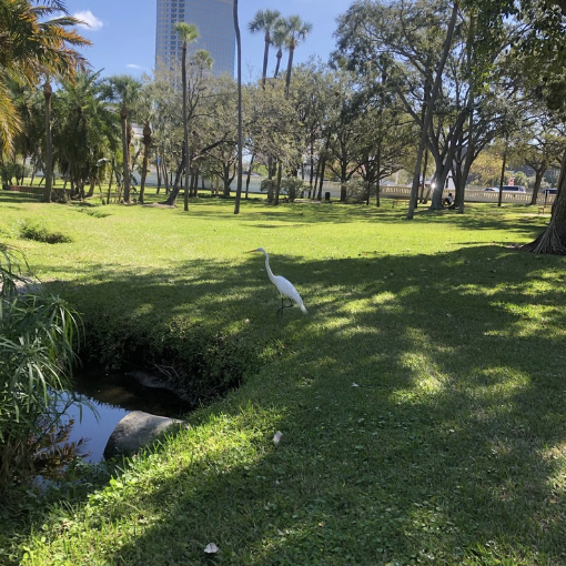 field with pond and a heron