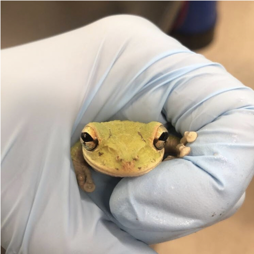 Cuban Treefrog in a gloved hand