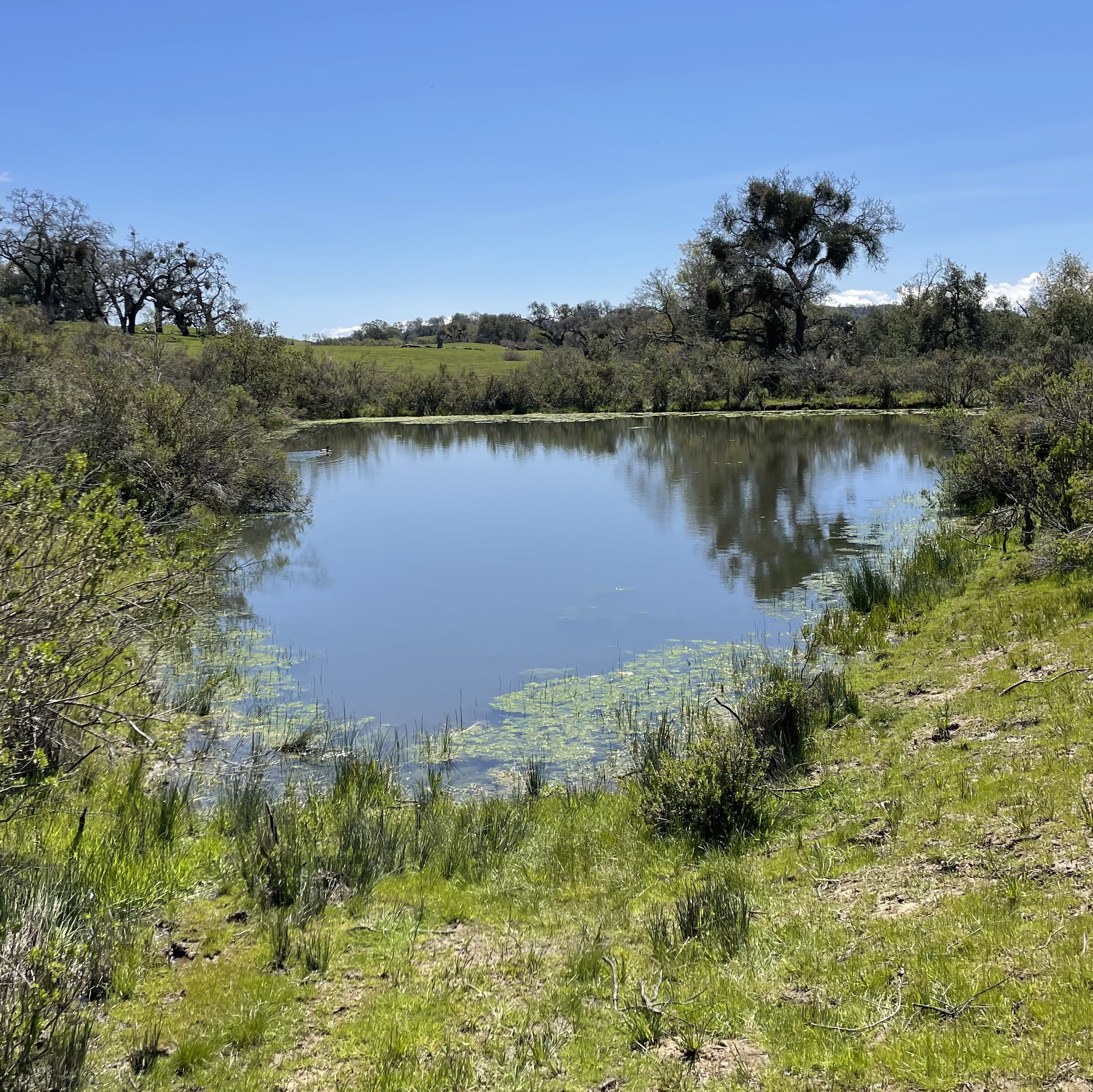 pond on a sunny day surrounded by vegetation