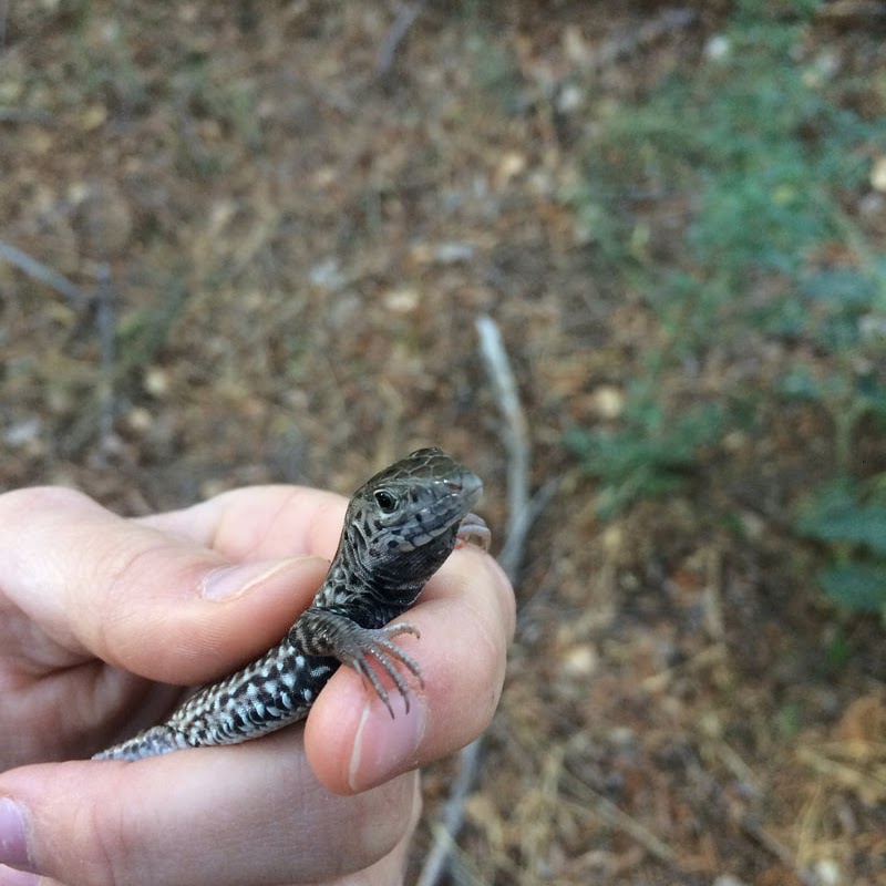 whiptail lizard in hand